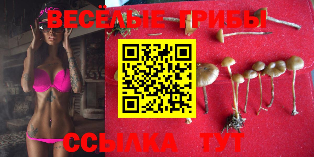 Галлюциногенные грибы Psilocybine cubensis Краснотурьинск